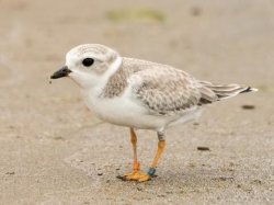 Piping plover Meme Template