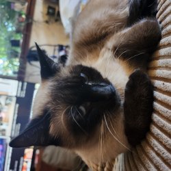 Crazy cat Meme Template