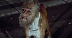 Bodysnatchers Dog Man Meme Template