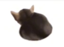 Twerking el gatito Meme Template