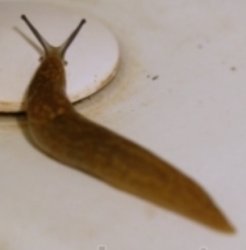 Vile Brown Slug Meme Template