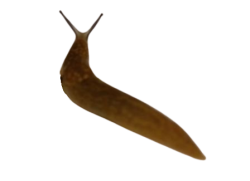 Vile Brown Slug Trans Meme Template
