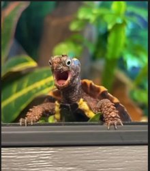 Turtle Meme Template
