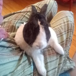 Bunny with attitude Meme Template