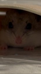 Hamster hiding Meme Template