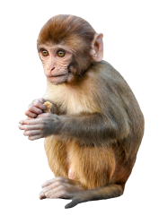 monkey Meme Template
