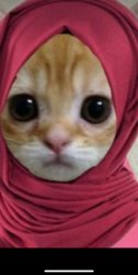 Hijab Cat Meme Template