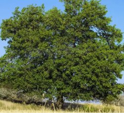 mora tree Meme Template