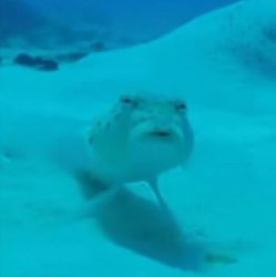 What (fish) Meme Template