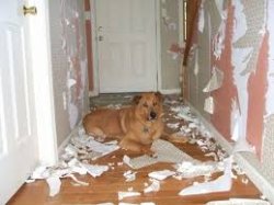 destructive dog Meme Template