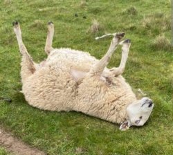 Sheep back Meme Template