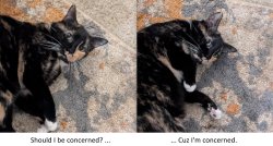 Look Of Concern Meme Template