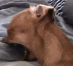 Sobbing Dog Meme Template