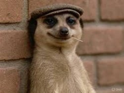 Meerkat Hat Meme Template