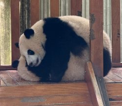 Panda Meme Template