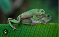 frog Meme Template