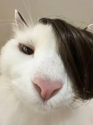 cat Meme Template