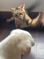 cat attacks dog Meme Template