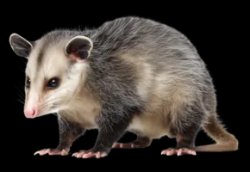 Possum Meme Template