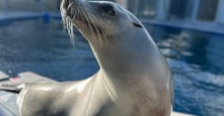 silly seal Meme Template
