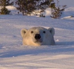 Polar Bear Head Meme Template