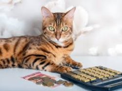 math cat Meme Template