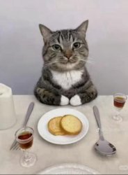 Cat with Breakfast Meme Template