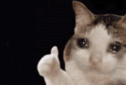 thumbs up cat Meme Template