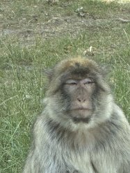 Unhappy Monkkey Meme Template