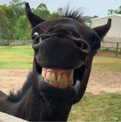 smiling horse Meme Template