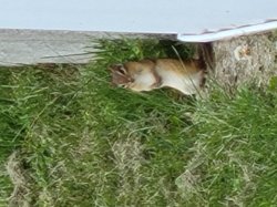 Squirrel Nutz Meme Template