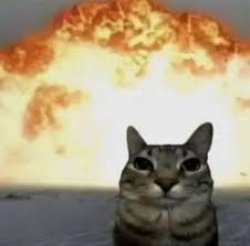 cursed cat Meme Template