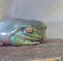 Menacing Frog Meme Template