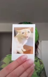 cat memes Meme Template
