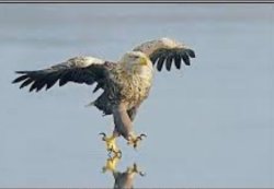 Eagle Meme Template