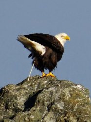 Eagle Meme Template