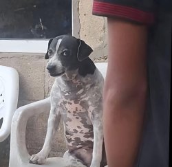 Angry dog Meme Template