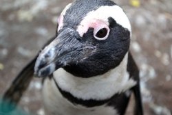 Penguin Meme Template