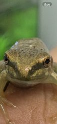 Frog finger Meme Template