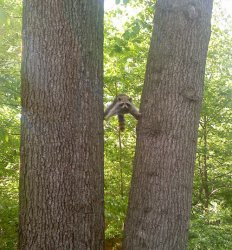 Racoon between trees with less glair Meme Template