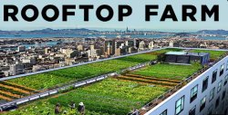 Rooftop Farm Meme Template