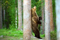 Bear rubbing against tree Meme Template