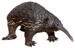 Echidna Meme Template