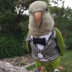Bird in a suit Meme Template