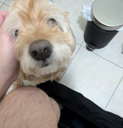 Clingy Dog Meme Template