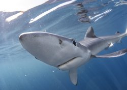 blue shark Meme Template