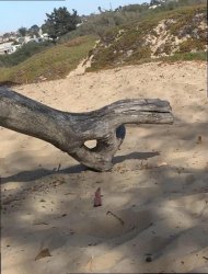 Ok tree Meme Template