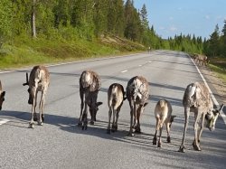 Reindeer Meme Template