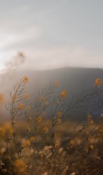 Mountain Flowers Meme Template