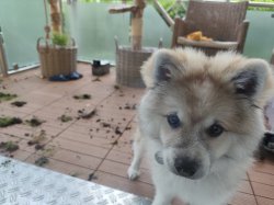 Dog eats gras Meme Template
